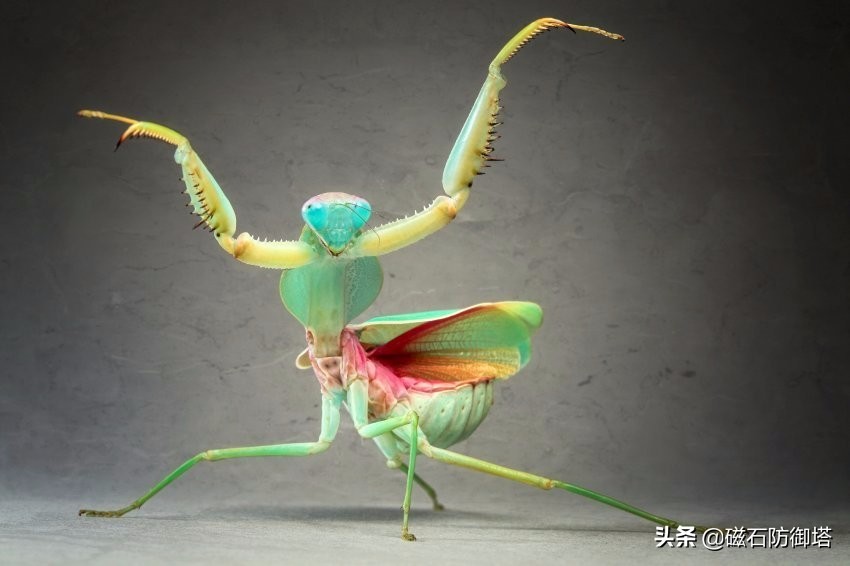 这个杀手不太冷里的leon,这个杀手不太冷里面的人