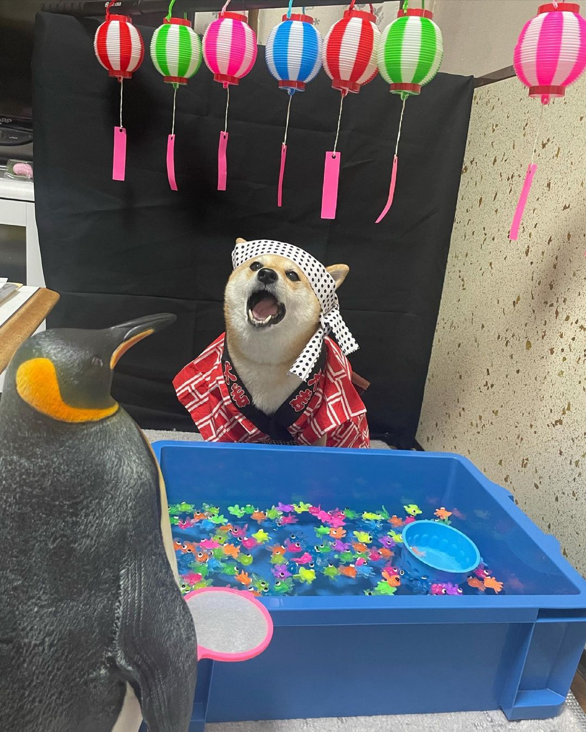 被砖头压住了!影帝柴犬超入戏25个连自己也骗倒的瞬间