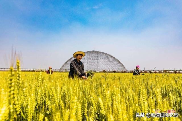 农业政策扶持项目,百万农业补贴新模式项目