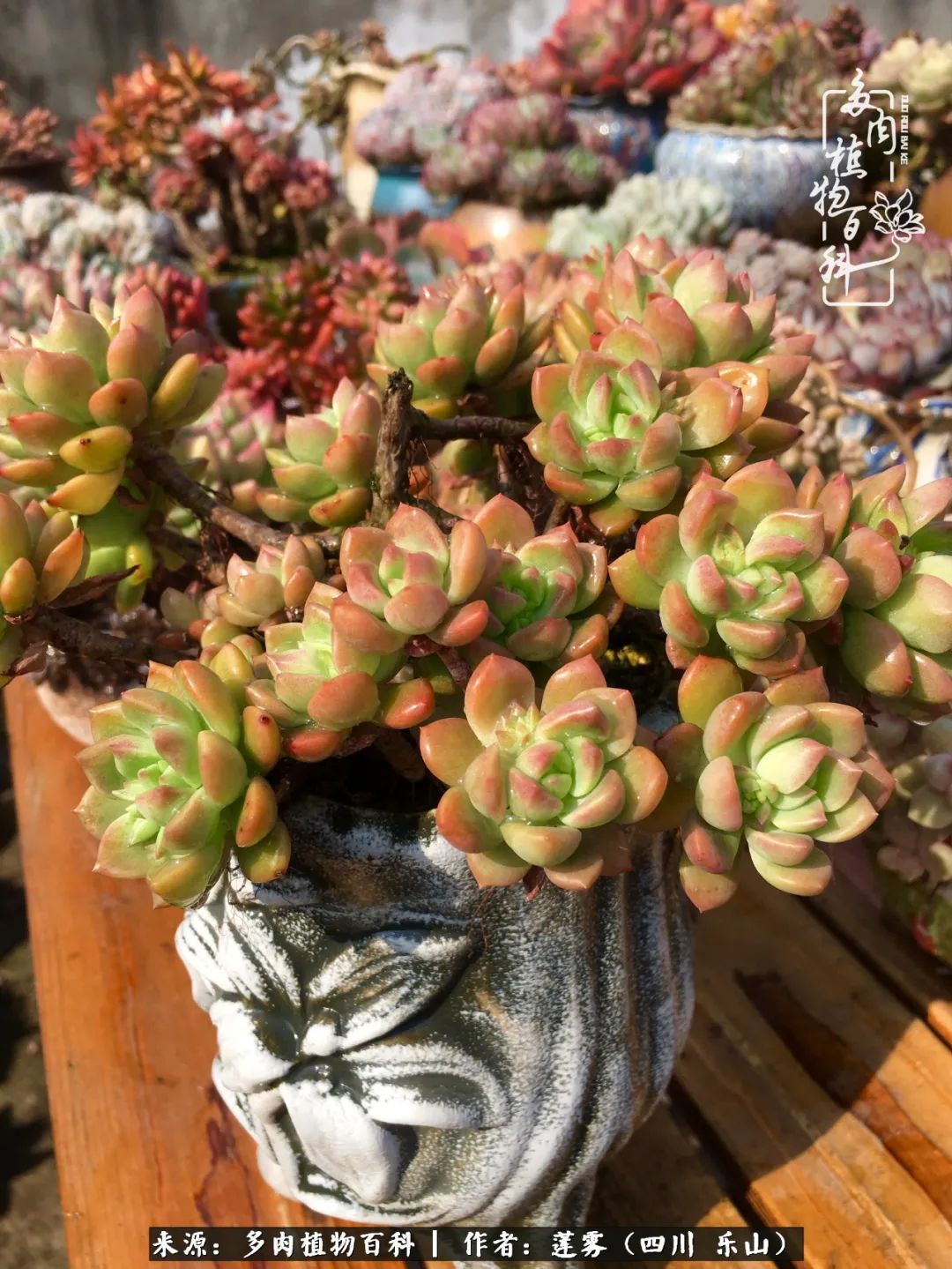 治愈系多肉精灵,初冬携一抹暖阳与多肉相伴