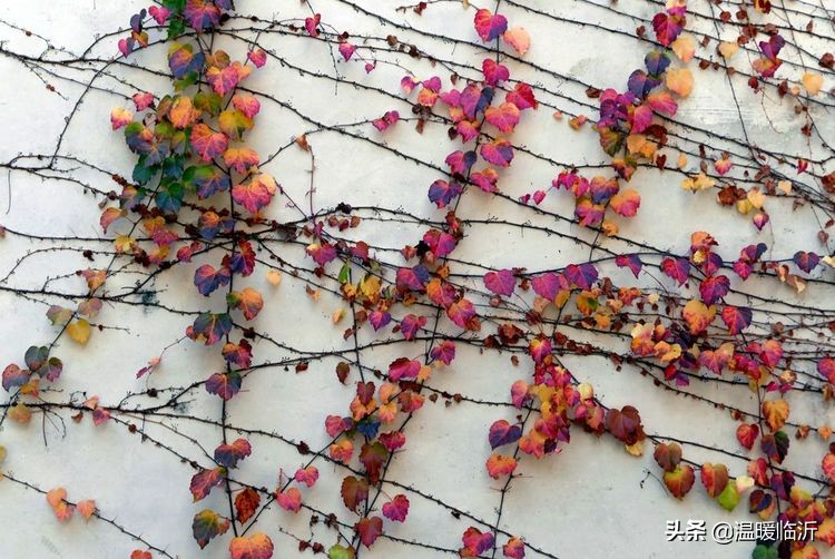 竹泉村景区,最美竹泉村