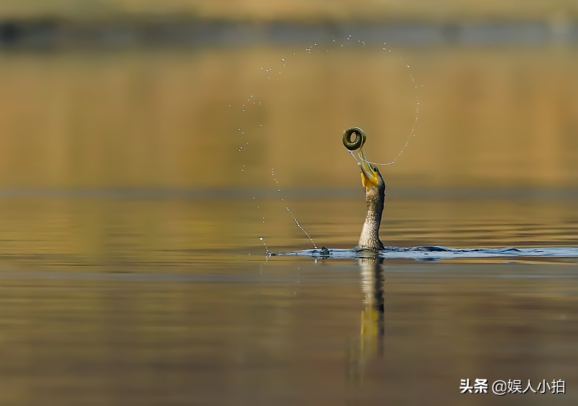 增倍镜是看什么时候用的,增倍镜怎么配置好