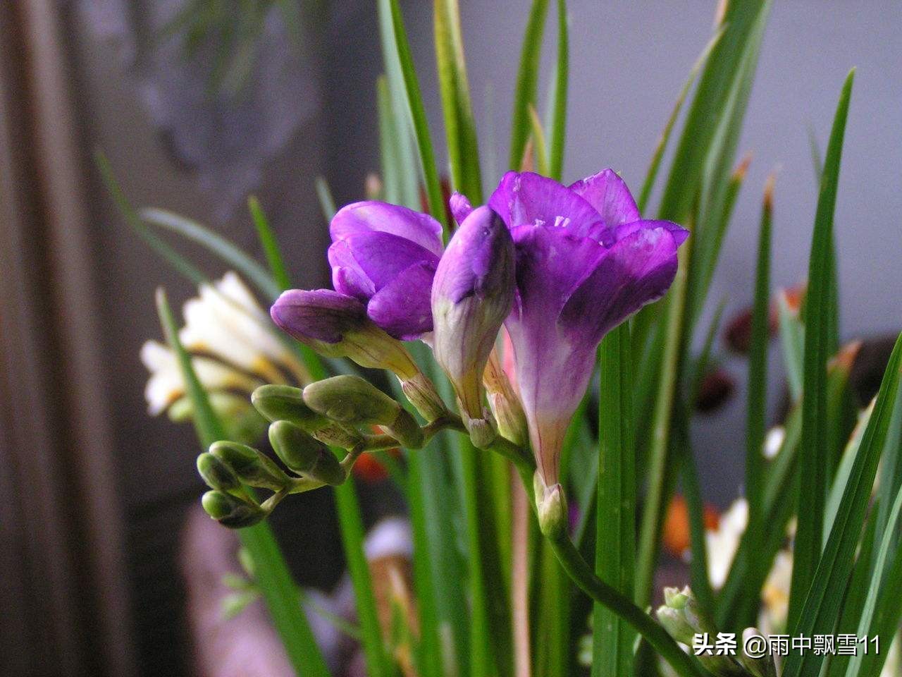 香雪兰花开败后怎么处理,怎样防止香雪兰花后叶子过早枯黄