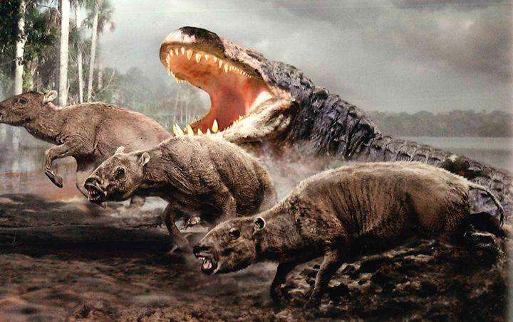 美洲鳄动物介绍,美洲鳄和鳄鱼的区别