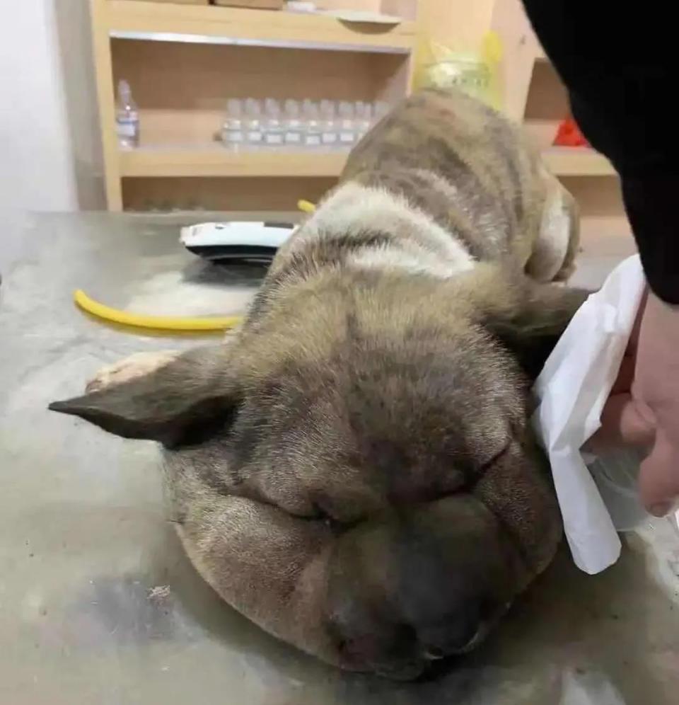 狗狗脑袋比身体大，以为是被蜜蜂蛰了，近看才发现