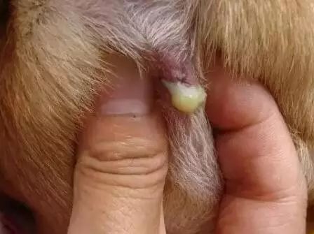 狗狗肛门腺发炎怎么办,狗狗肛门腺发炎症状有血水