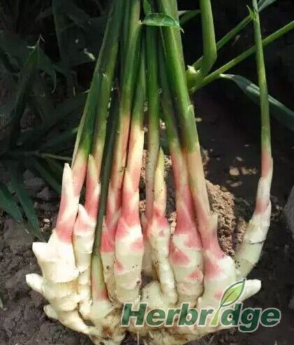 植物类天然香料,最香的食用天然植物香料