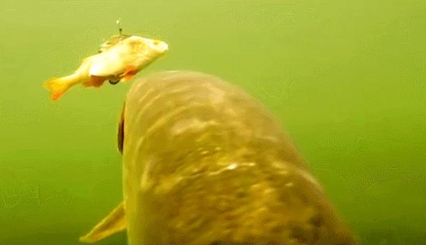 伊犁河狗鱼：寿命267岁重达40公斤，身材苗条，性情“残暴”