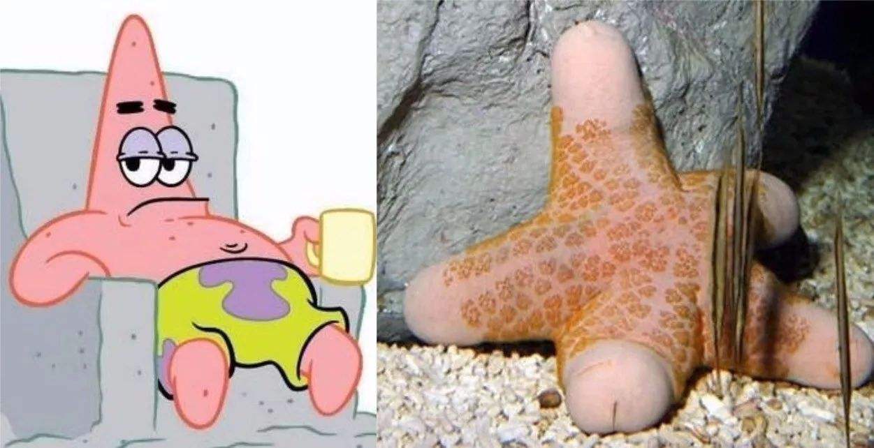 海绵宝宝里面的凯蒂猫真香,海绵宝宝动画片你不知道的秘密