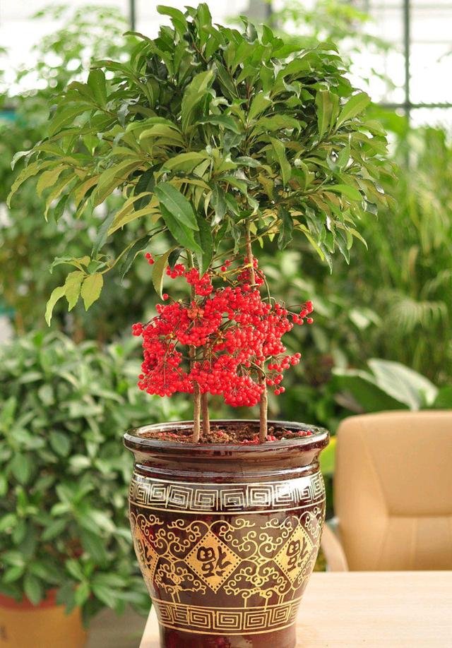 室内可以养的十大吉祥花,最好养的吉祥花有哪些