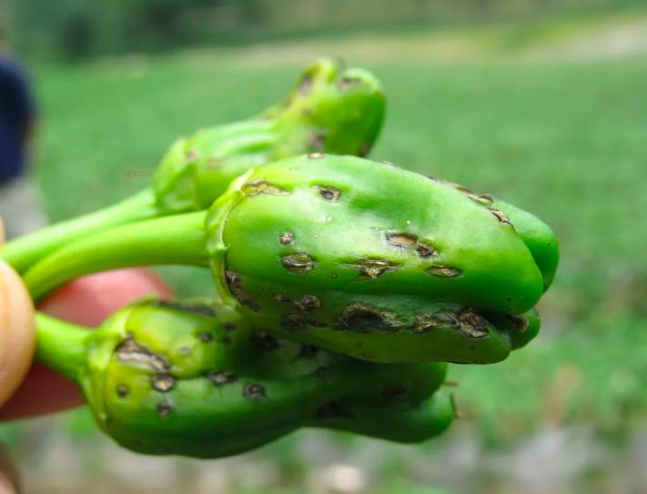 治疗工业辣椒炭疽病的高效农药,辣椒细菌性叶斑病和炭疽病区分