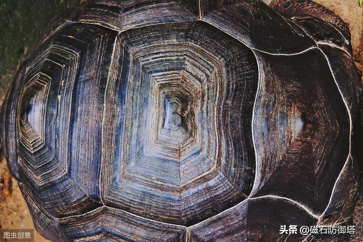 千年王八万年龟，它因何长寿，在华夏文明中又有什么样的地位呢？