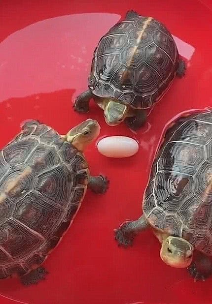 养了10年的乌龟竟然下蛋了,养了十年的乌龟突然下蛋了