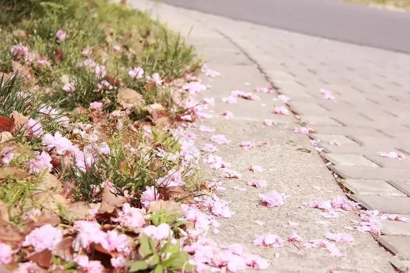 何必远赴日本！这个超级浪漫的赏樱地已花开成海，错过后悔一年