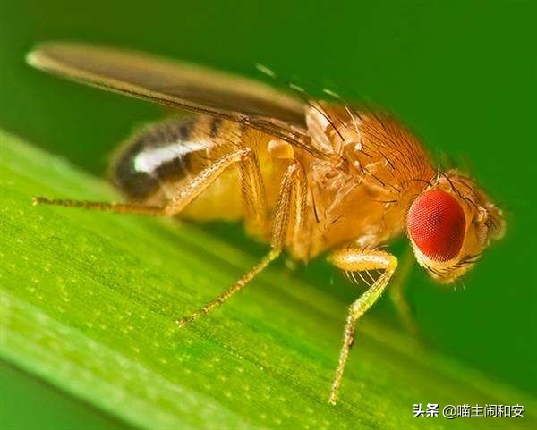 猫眼睛红肿流眼屎用什么药,猫眼睛里有红血丝眼屎多