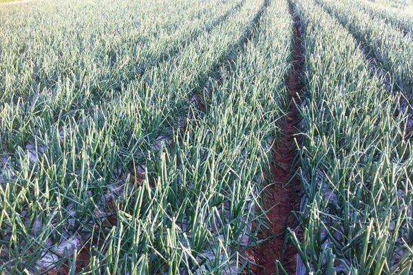 洋葱苗栽培方法和时间,洋葱栽培技术