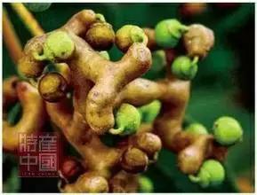 世界稀奇水果品种大全,世界热带奇特水果品种介绍