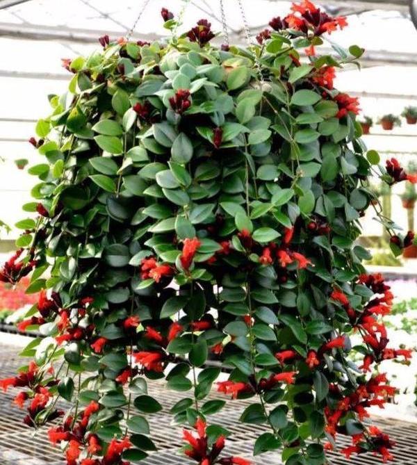 想要口红滋润点该加什么,想要口红更滋润