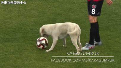 狂热球迷冲进赛场视频,狂热球迷冲进球场自述