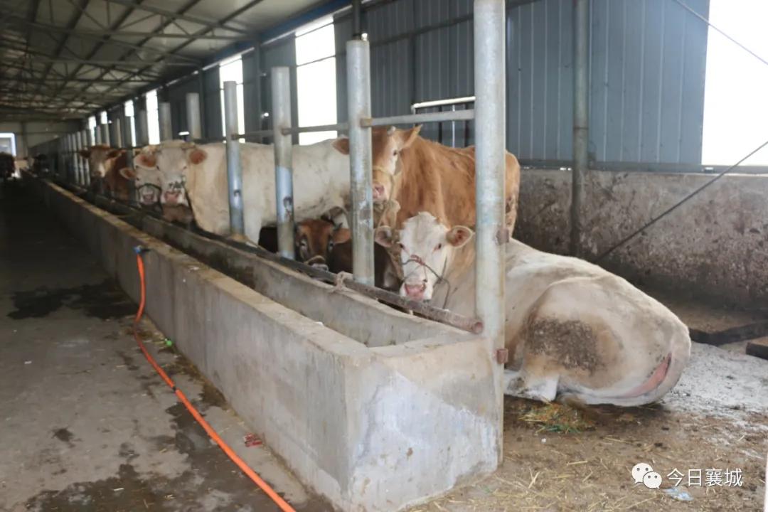 移民多年回到中国的感受,移民这十年淅川