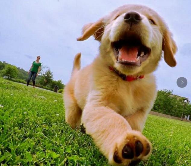 狗狗有必要喝羊奶粉吗,狗狗喝羊奶粉好还是羊奶好