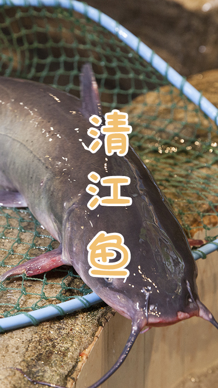 咱东北的骄傲，仅凭炖鱼在全国开了300家!