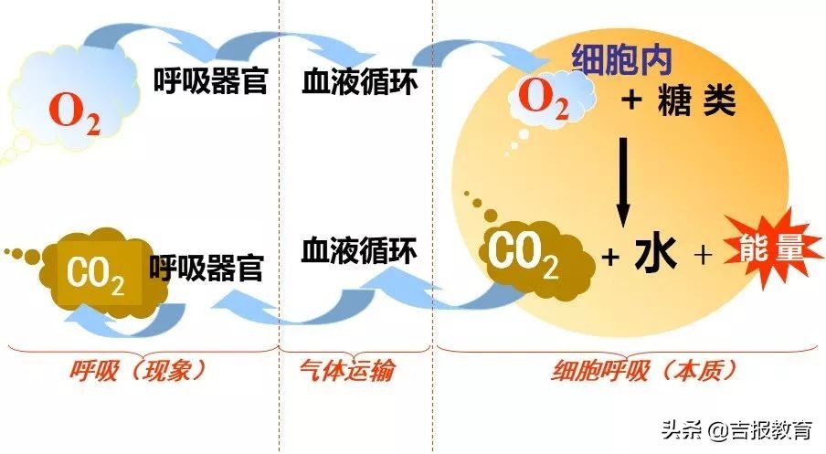 高中生物细胞呼吸作用,高中生物细胞呼吸
