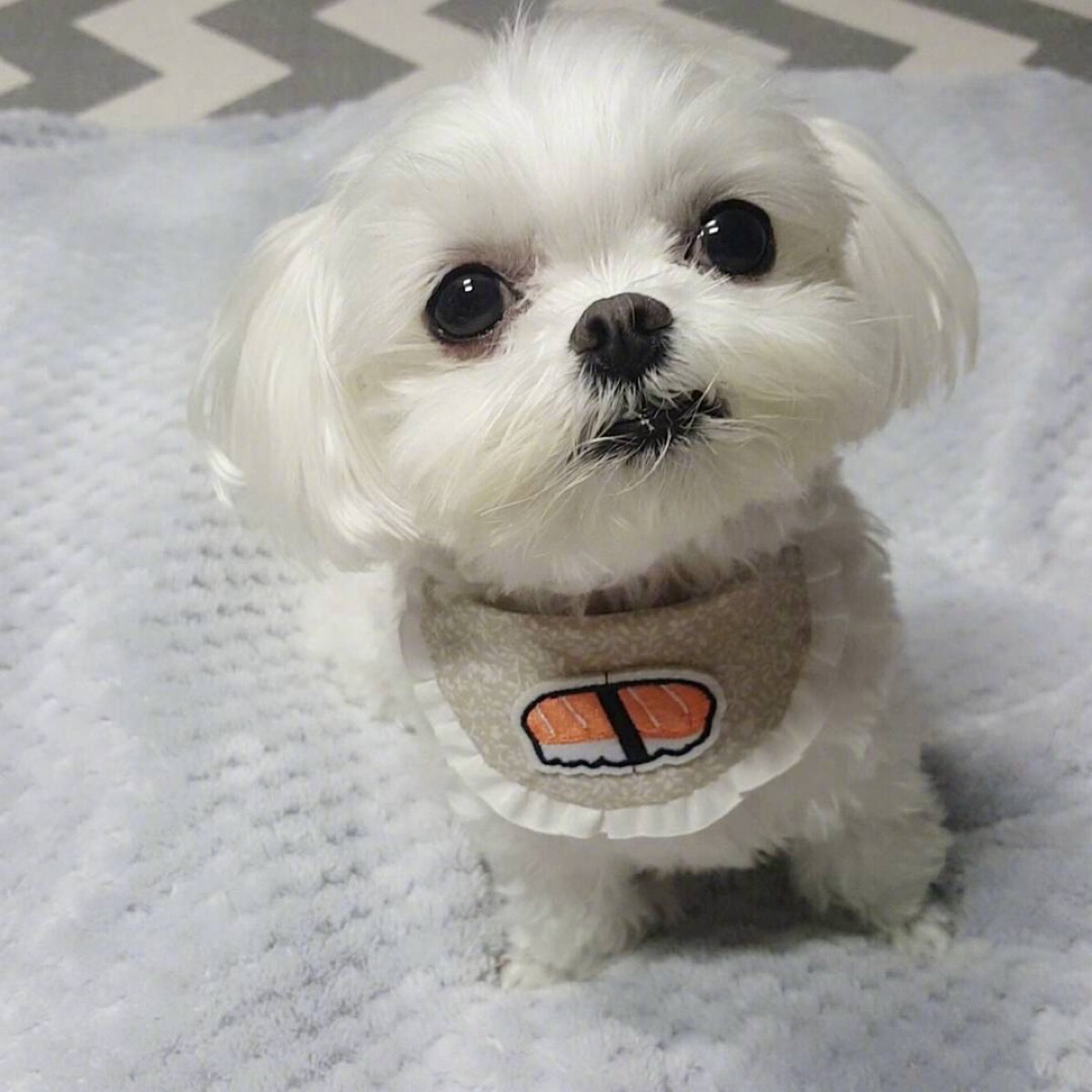 建议新手养的10种便宜狗狗不掉毛,十大适合家养的不掉毛狗狗有哪些