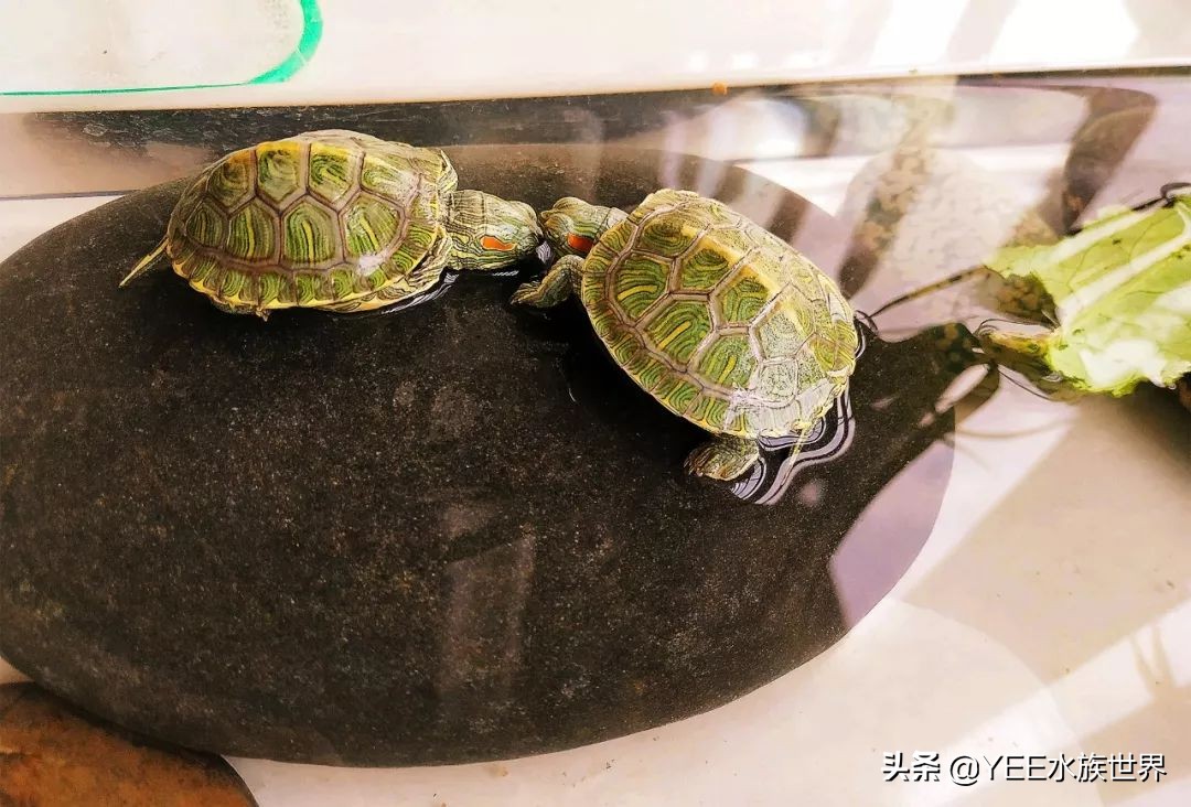 不冬眠的乌龟是什么品种,不冬眠的乌龟怎样过冬