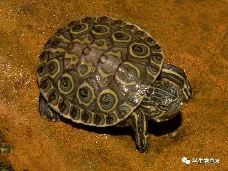 真假李逵——我们买到的“大河甜甜圈”是何许龟也?