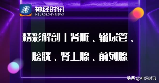 肾脏输尿管膀胱前列腺结构,肾输尿管膀胱解剖示意图