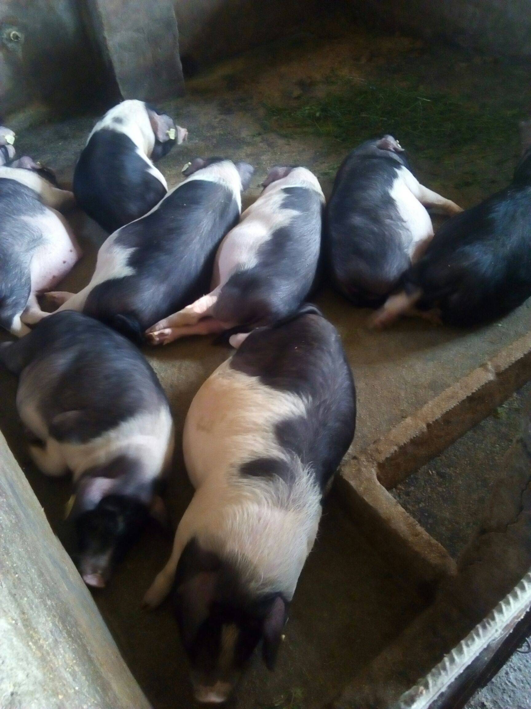 由三个品种培育出的土猪有哪些,国内的土猪品种有哪些