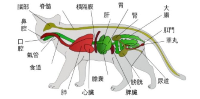 家里的猫咪有病了怎么办,猫咪佝偻病
