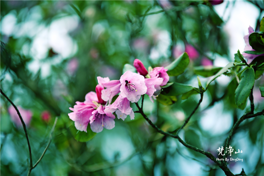 神奇的梵净山真正的天空之镜,梵净山金顶旅行真实感受