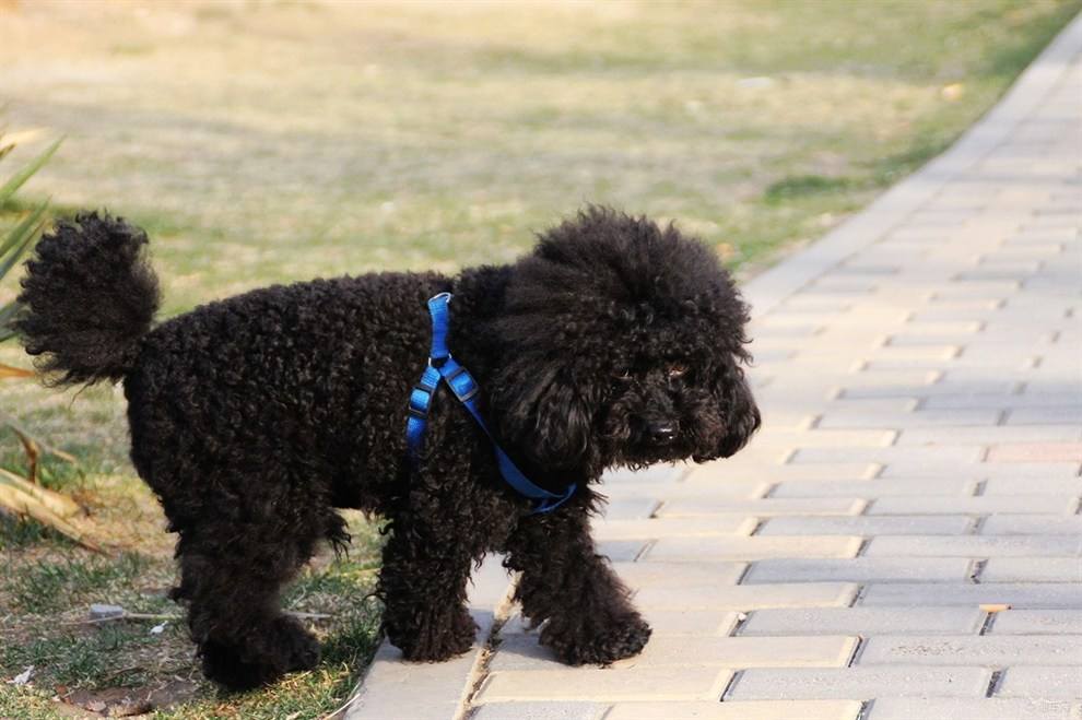 为什么黑色贵宾总是遭人嫌弃？还不是因为“一白遮三丑”