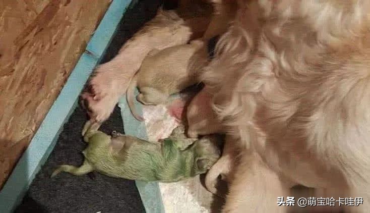 金毛生了个黑色小狗,金毛生一只崽