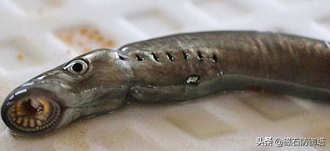 各类动物的起源,原口和后口动物怎么形成的