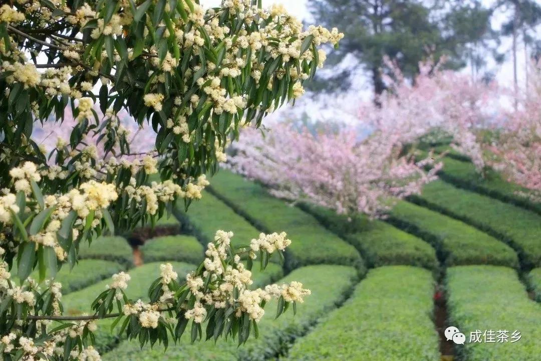 成都美食最新活动看过来,成都美食深度解密