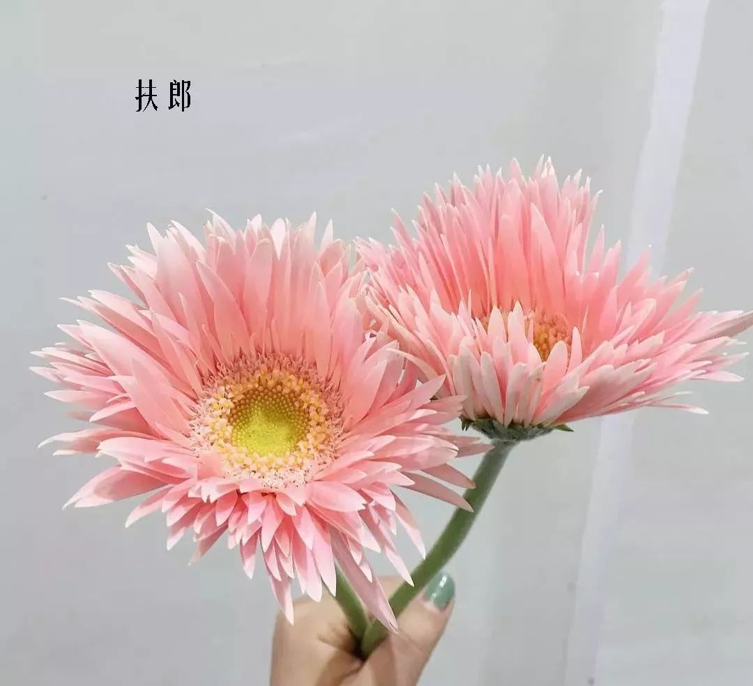 鲜花店常见花材品种大全,花店里同款的两种不同价格的花材