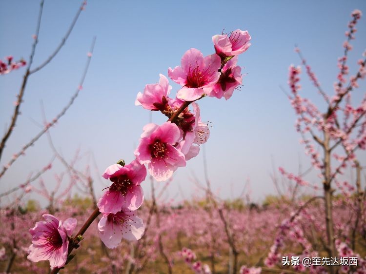 七绝十里桃花,十里桃花的诗句大全