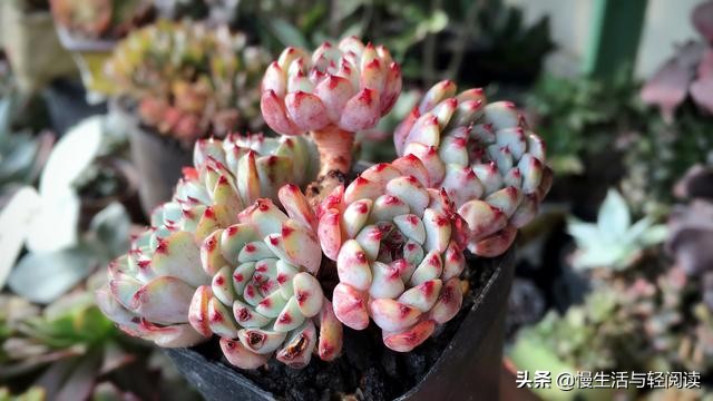 慢生活轻阅读,慢生活轻小说全集