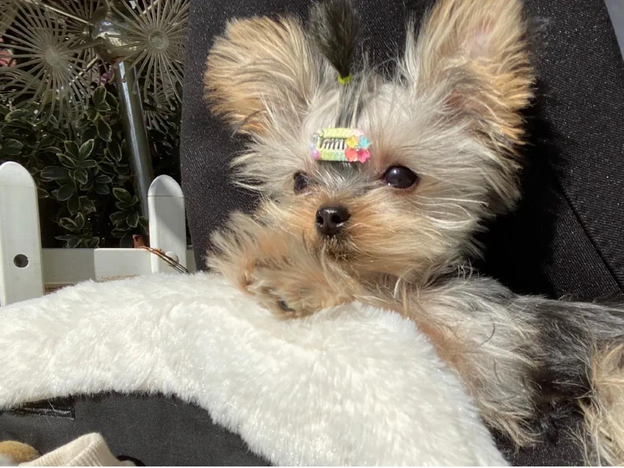 吉林市狗市卖约克夏小体多少钱,约克夏狗卖多少钱