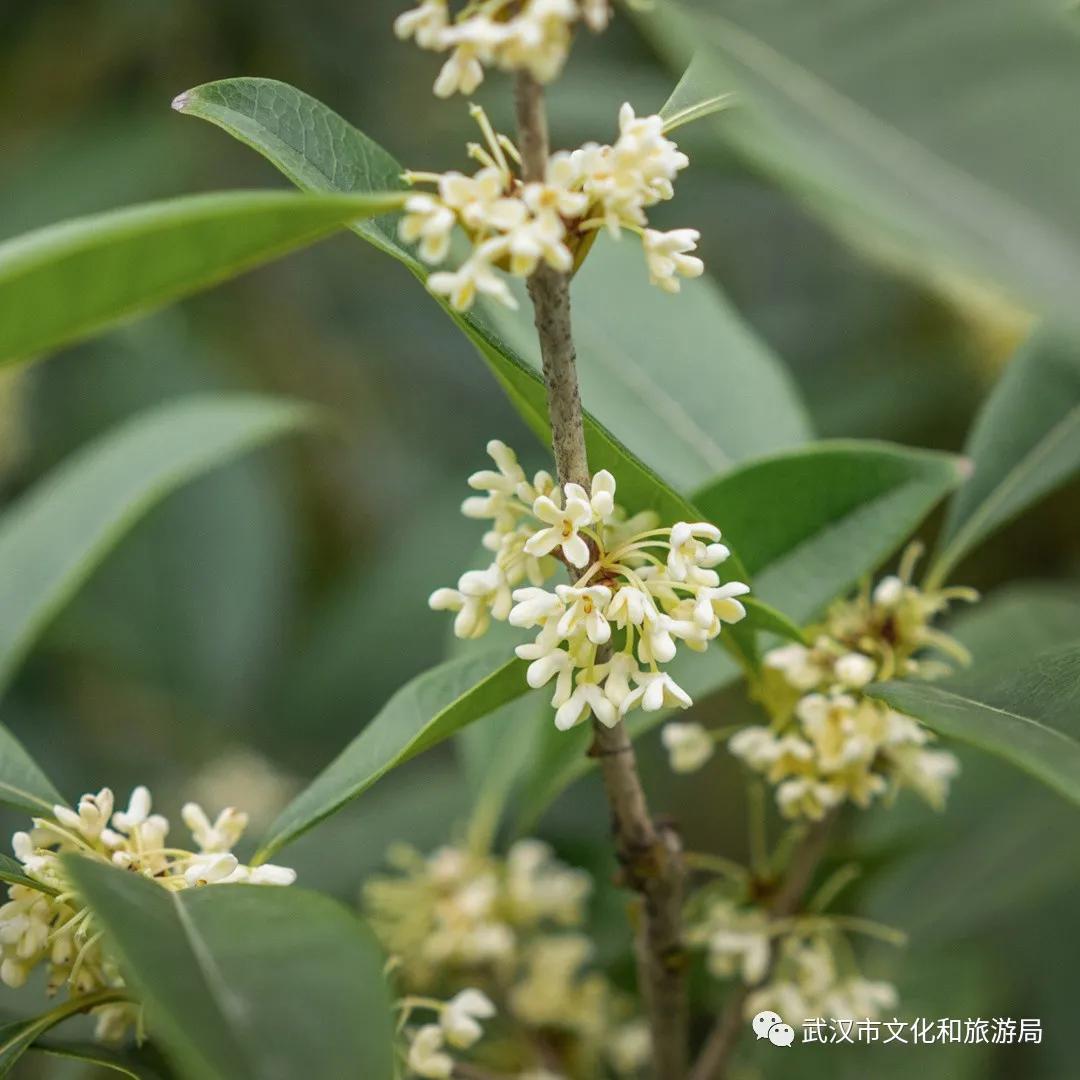 武汉的桂花，香了「美文|科普|导游」