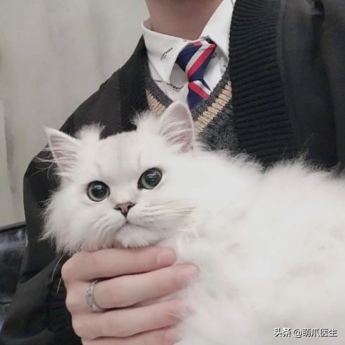 猫吃猫粮死了,go猫粮致猫死亡天猫国际回应