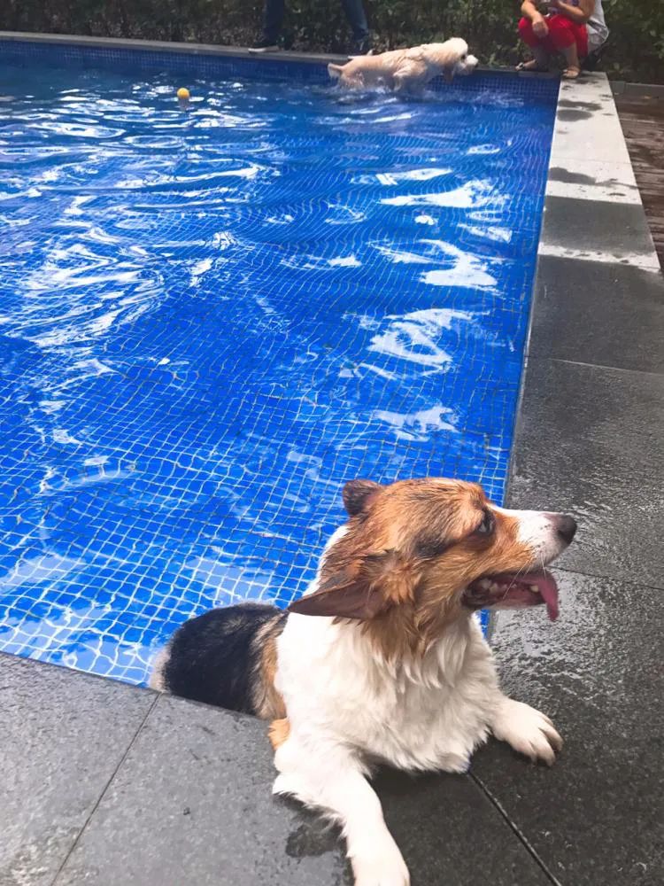 崇明度假酒店推荐,崇明凯悦亲子游攻略