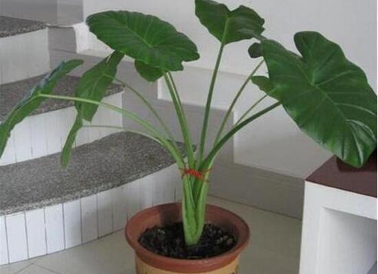 滴水观音夏天怎么养,滴水观音冬天养殖方法和注意事项