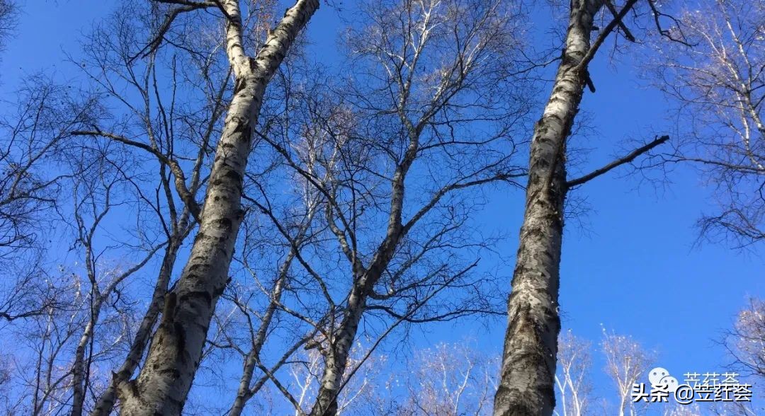 走进喇叭沟​——作者：朱立红（第五首诗歌）|苙荭荟诗