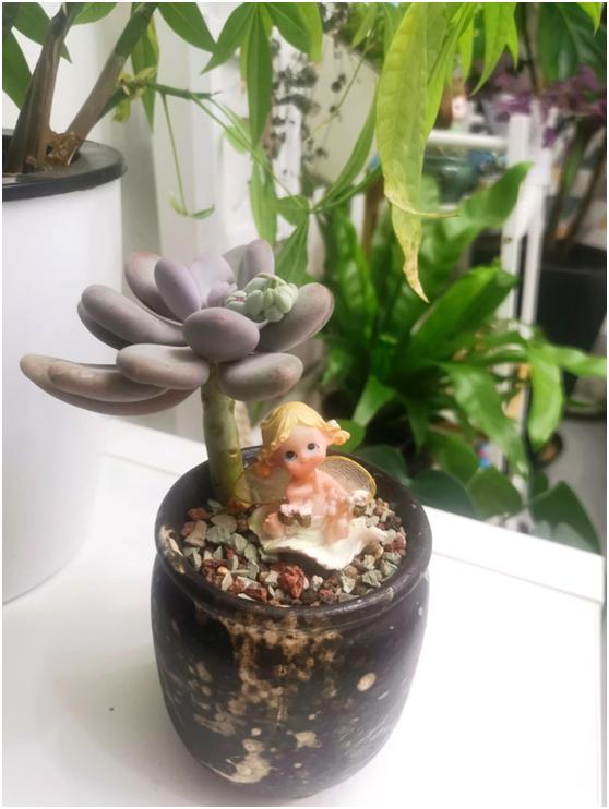 多肉虐我千百遍，我待多肉如初恋