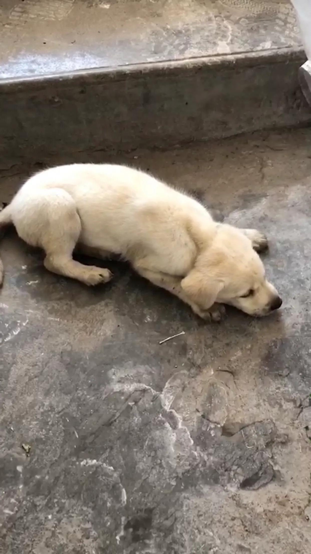 狗狗得细小医院治多少钱,狗狗细小去医院治疗治愈率高吗