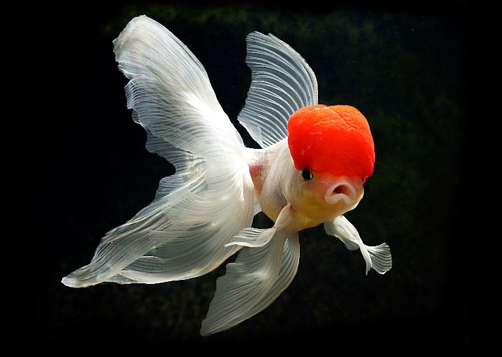 金鱼常见的种类大全,常见的十种金鱼类型有哪些